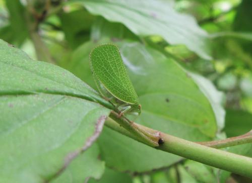 Acanalonia conica